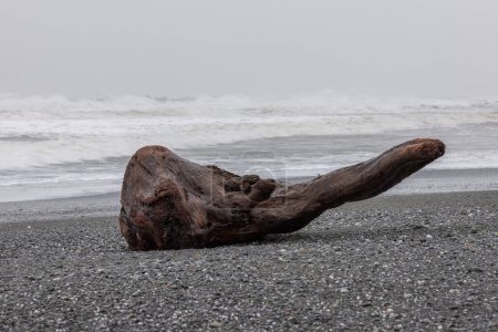 Foto de Un gran tronco se encuentra en la playa, con el océano en el fondo. La imagen tiene un ambiente tranquilo y tranquilo, ya que el tronco es lo único visible en la playa - Imagen libre de derechos