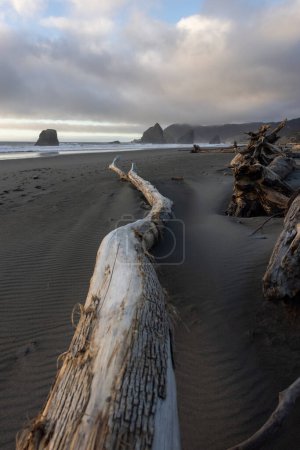 Foto de Un largo tronco blanco yace en la playa. La playa es rocosa y el cielo está nublado - Imagen libre de derechos
