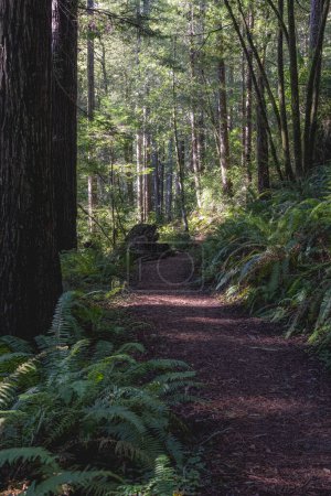 Téléchargez les photos : Un chemin à travers une forêt avec des arbres et des plantes. Le sentier est entouré d'arbres et la lumière du soleil brille à travers les feuilles - en image libre de droit