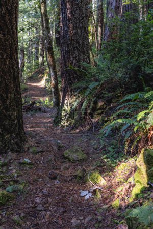 Téléchargez les photos : Un sentier à travers une forêt avec de la mousse qui pousse sur les rochers. La mousse est verte et brune - en image libre de droit