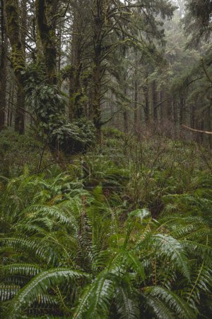 Téléchargez les photos : Une forêt avec beaucoup de plantes vertes et de mousse. La mousse pousse sur les arbres et le sol - en image libre de droit