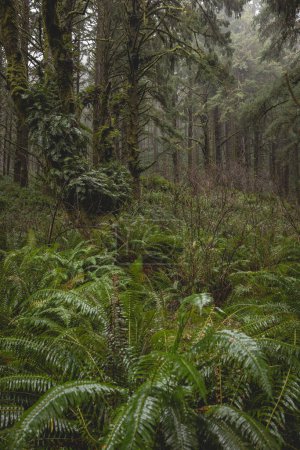 Téléchargez les photos : Une forêt luxuriante avec beaucoup de mousse et de fougères. Les arbres sont grands et les feuilles sont mouillées - en image libre de droit