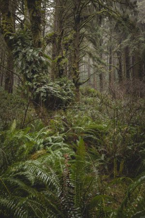 Téléchargez les photos : Une forêt avec beaucoup d'arbres et de plantes. La forêt est humide et il y a beaucoup d'humidité dans l'air - en image libre de droit