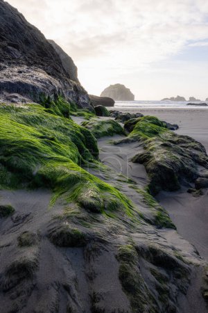 Foto de Una playa rocosa con una roca verde musgosa - Imagen libre de derechos
