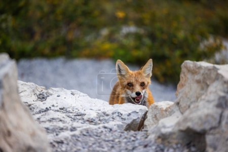 Photo for Adult red fox in Glacier National Park, Montana - Royalty Free Image