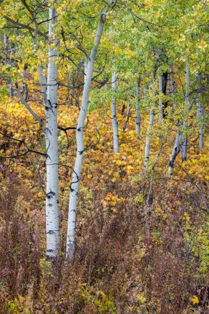 Foto de Un bosque con muchos árboles y algunos arbustos. Los árboles son en su mayoría de color marrón y amarillo - Imagen libre de derechos