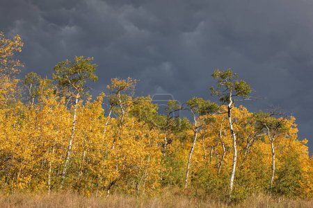 Photo for A forest with trees in autumn colors and a stormy sky. Scene is somber and melancholic - Royalty Free Image