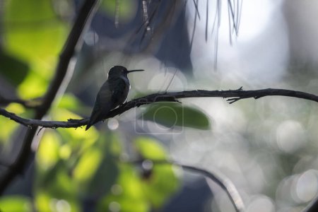 Un colibri est perché sur une branche dans un arbre. L'oiseau est petit et brun, et il est assis sur une branche mince. L'image a une humeur paisible et sereine, comme l'oiseau est dans son habitat naturel