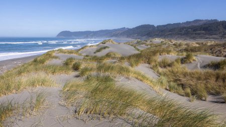 Téléchargez les photos : Une plage avec beaucoup de sable et d'herbe. La plage est vide et le ciel est clair - en image libre de droit