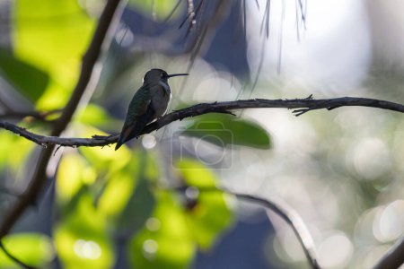 Photo for A hummingbird is perched on a branch in a tree. The bird is small and brown, and it is looking down at the ground. The scene is peaceful and serene - Royalty Free Image
