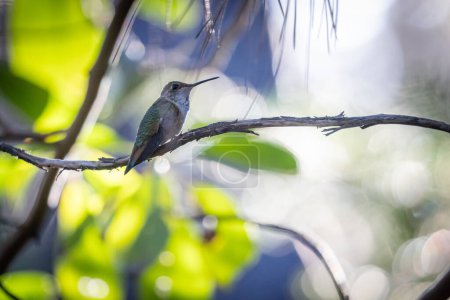 Photo for A hummingbird is perched on a branch in a tree. The bird is small and brown, and it is sitting on a thin branch. The image has a peaceful and serene mood, as the bird is enjoying its time in the tree - Royalty Free Image