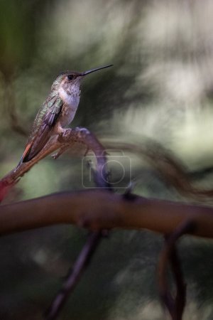 A hummingbird is perched on a branch. The bird is brown and green in color. The image has a peaceful and serene mood