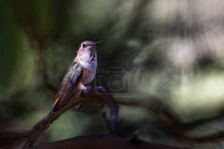 Téléchargez les photos : Un colibri est perché sur une branche à l'ombre. L'oiseau est petit et brun, avec une queue verte et noire. L'image a une humeur paisible et sereine, car l'oiseau est assis calmement sur la branche - en image libre de droit