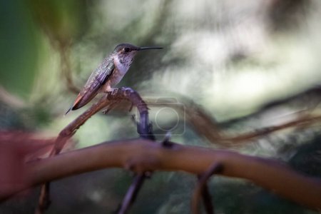 Photo for A hummingbird is perched on a branch. The bird is small and brown with a green head. The image has a peaceful and serene mood, as the bird is sitting calmly on the branch - Royalty Free Image
