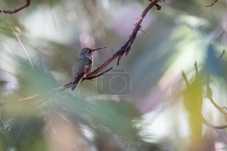A hummingbird is perched on a branch in a tree. The bird is small and brown, and it is looking down at the ground. The image has a peaceful and serene mood