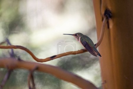 Photo for A hummingbird is perched on a branch. The bird is small and green, with a long beak. The image has a peaceful and serene mood, as the bird is sitting calmly on the branch - Royalty Free Image