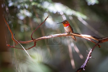 Photo for A hummingbird is perched on a branch in the sunlight. The bird is small and brown with a red beak. Concept of peace and tranquility, as the bird is enjoying the warmth of the sun - Royalty Free Image
