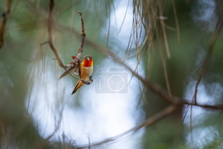 Photo for A hummingbird is perched on a branch. The bird is red and black. The branch is thin and brown - Royalty Free Image