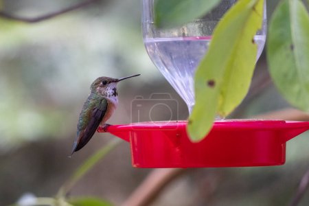 Téléchargez les photos : Un colibri est perché sur une mangeoire d'oiseaux rouges avec une lumière naturelle douce et de la verdure en arrière-plan. - en image libre de droit