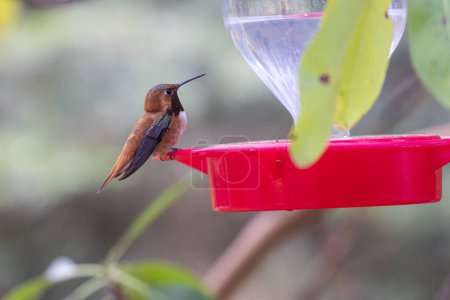 Photo for A hummingbird is perched on a red bird feeder with soft natural light and greenery in the background. - Royalty Free Image