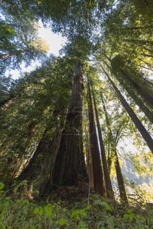 Photo for Fish eye view of a giant redwood tree in the California forest. - Royalty Free Image