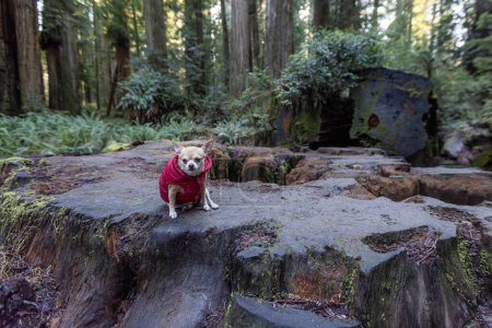 Photo for Small Chihuahua sitting on a very large redwood stump in California. - Royalty Free Image