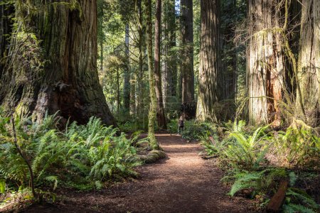 Téléchargez les photos : Belle après-midi dans la forêt de séquoias Jedediah Smith en Californie du Nord - en image libre de droit