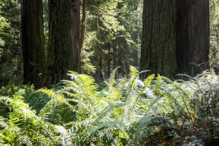 Photo for Beautiful afternoon in the Jedediah Smith Redwood forest in northern California - Royalty Free Image