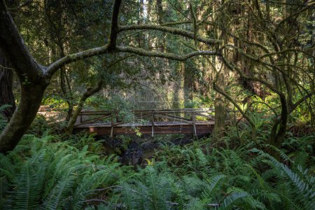 Photo for Beautiful afternoon in the Jedediah Smith Redwood forest in northern California - Royalty Free Image