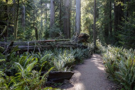 Foto de Hermosa tarde en el bosque Jedediah Smith Redwood en el norte de California - Imagen libre de derechos