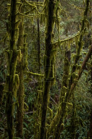 Téléchargez les photos : Une forêt avec beaucoup de mousse poussant sur les arbres. La mousse est verte et couvre les branches des arbres, donnant à la forêt une apparence luxuriante et vibrante. Concept de tranquillité et de beauté naturelle - en image libre de droit