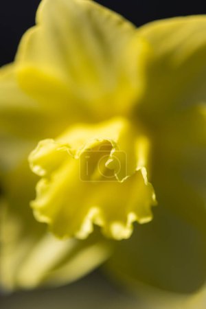 Photo for A close up of a yellow flower with a dark background. The flower is the main focus of the image, and its bright color stands out against the dark background. Concept of warmth and happiness - Royalty Free Image
