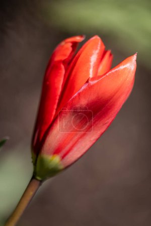 Photo for A red flower with a green stem. The flower is in the center of the image and is the main focus - Royalty Free Image