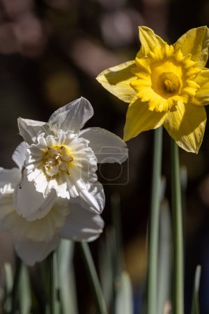 Téléchargez les photos : Deux fleurs blanches et jaunes se tiennent l'une à côté de l'autre. La fleur blanche est légèrement plus grande que la fleur jaune - en image libre de droit