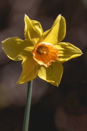 Eine gelbe Blume mit braunem Zentrum. Die Blume befindet sich in der Mitte des Bildes und ist von einem dunklen Hintergrund umgeben