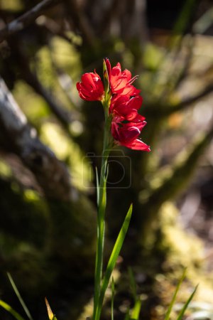 Téléchargez les photos : Une fleur rouge se tient dans l'herbe. La fleur est entourée d'herbe verte et de mousse - en image libre de droit