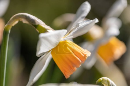 Foto de Un primer plano de una flor blanca y amarilla con una punta amarilla. La flor está rodeada de hojas verdes - Imagen libre de derechos
