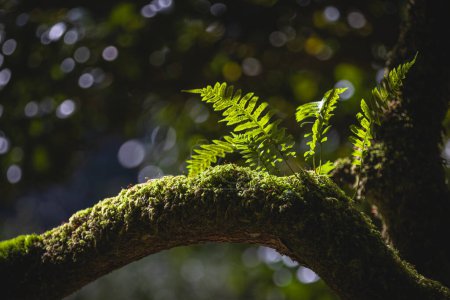 Photo for A leafy branch of a tree with a green mossy covering. The branch is in the shade and the moss is growing on it - Royalty Free Image