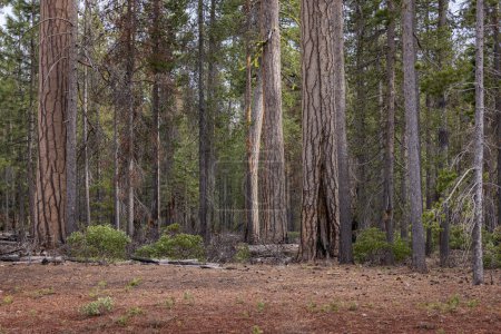 Téléchargez les photos : Belle forêt de pins ponderosa avec son puzzle texturé comme de l'écorce dans les Cascades du sud de l'Oregon. - en image libre de droit