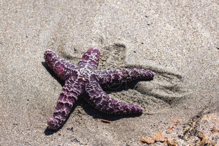 Foto de Una estrella de mar yace sobre la arena - Imagen libre de derechos