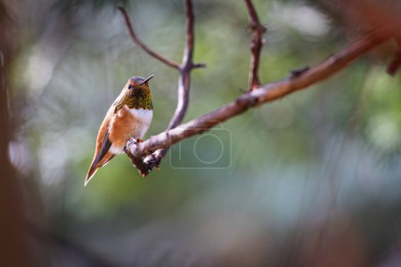 Photo for A hummingbird is perched on a branch. The bird is orange and white. The image has a peaceful and serene mood - Royalty Free Image