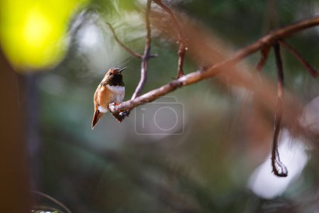 Foto de Un colibrí está encaramado en una rama. El pájaro es naranja y blanco. La imagen tiene un ambiente tranquilo y sereno - Imagen libre de derechos