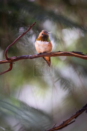 Photo for A hummingbird is perched on a branch. The bird is orange and white. The image has a peaceful and serene mood - Royalty Free Image