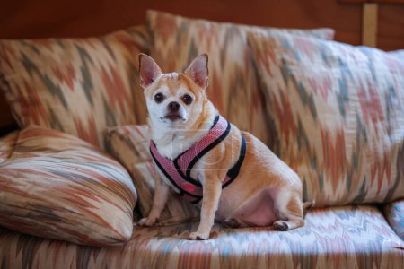 Foto de Un perro pequeño con un arnés rosa se sienta en un sofá. El sofá está cubierto de un patrón colorido - Imagen libre de derechos