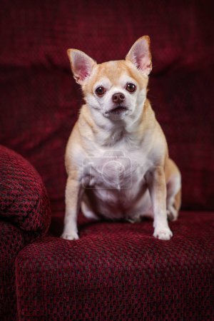 Foto de Un perro pequeño está sentado en un sofá rojo. El perro está mirando a la cámara con una expresión seria - Imagen libre de derechos