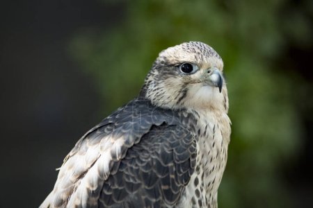 Photo for Portrait of a Lanner falcon bird of prey - Royalty Free Image
