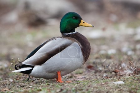 Photo for Wildlife Birds Shorebirds Duck Ducks Male Mallard saturated green and brown colours - Royalty Free Image
