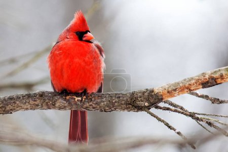 Cardinal nordique mâle perché sur une branche d'arbre en hiver