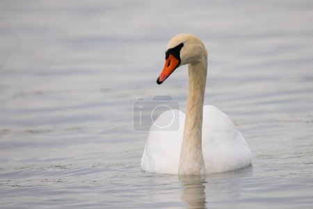 Photo for Closeup White and Orange Mute Swam Floating on the River on a bright day - Royalty Free Image