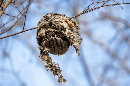 Photo for Wasp Nest Hanging in Tree on Blue Sky afternoon scene - Royalty Free Image